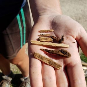 Hand holding comb fragments