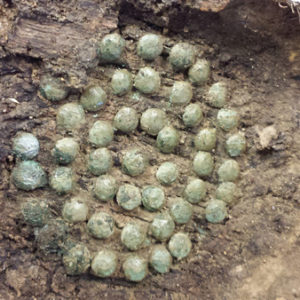 Fragment of wooden box lid with copper alloy tacks