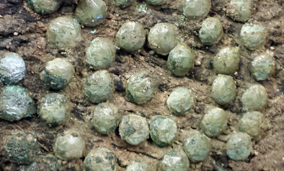 Fragment of wooden box lid with copper alloy tacks