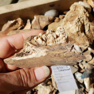 Hand holding a pig jawbone above a screen full of artifacts