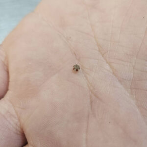 A tiny striped bead found by Archaeological Field Technician Hannah Barch while picking through material from excavations near the Seawall
