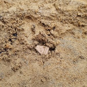 Ceramic sherd in situ