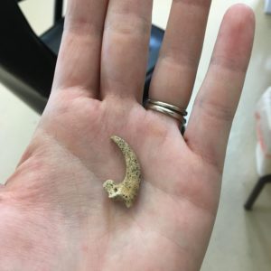 Hand holding a small talon