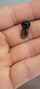 A black glass doublet button found by Archaeological Field Technician Josh Barber while picking through waterscreened material from the north Tower excavations. Its small size may indicate it was used on a sleeve. The iron shank is corroded.