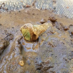 Artifact and soil in a screen