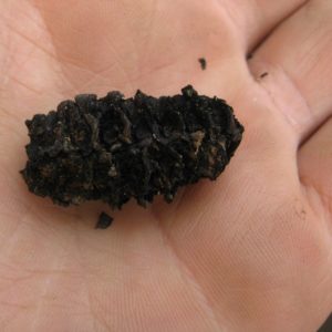 Burnt corn cob fragment