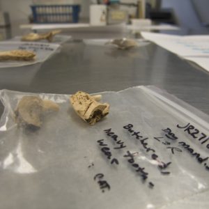 Dog mandible on a table