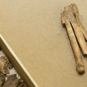 fox foot bone on a table