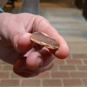 hand holding an animal bone fragment