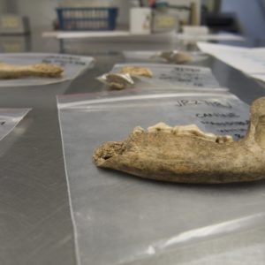 Dog mandible on a table