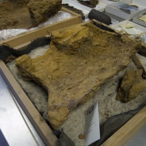 Rusted breastplate in a tray