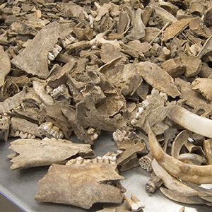 Assortment of animal bones on a table