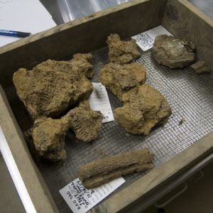 Soil samples in a tray