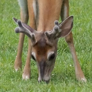 grazing deer