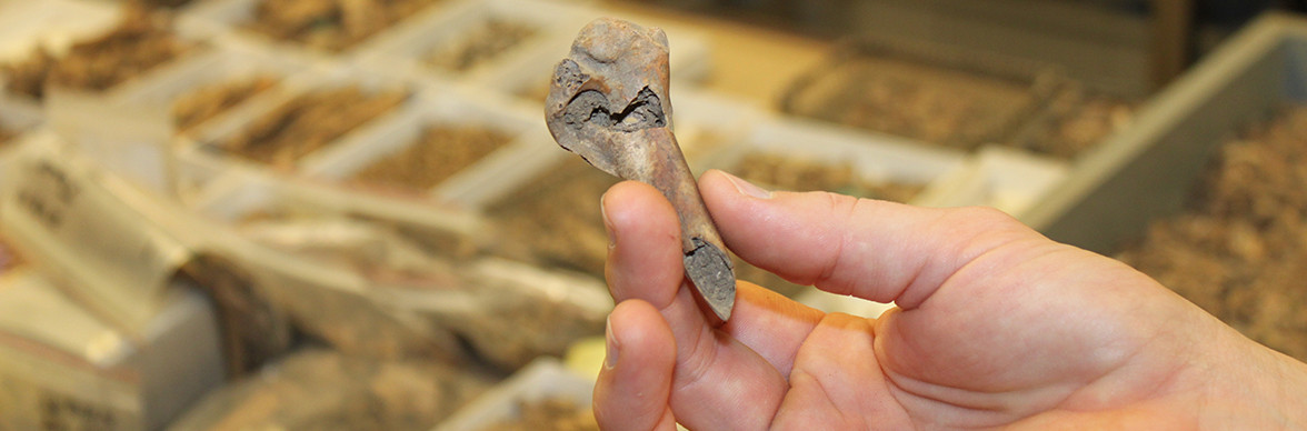 Hand holding an animal bone with small trays of artifacts visible in the background