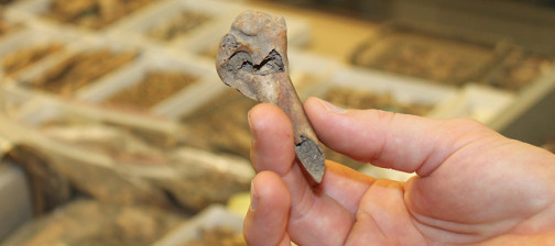 Hand holding an animal bone with small trays of artifacts visible in the background