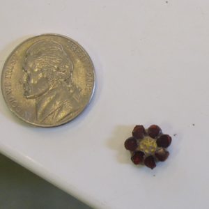 Small brooch on a table