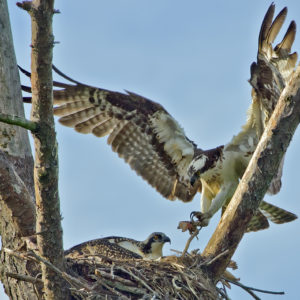 Nesting Osprey