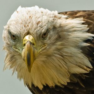 Closeup of a bald eagle