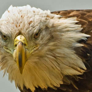 eagle