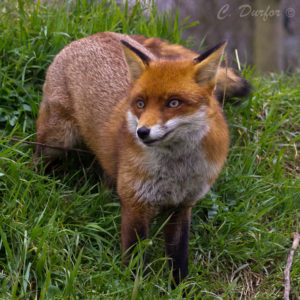 fox