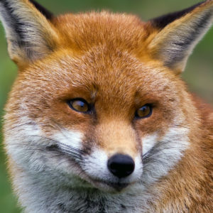 fox