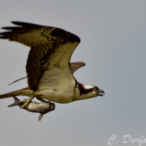 Osprey with Fish