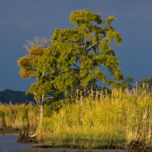 Bald cyprus tree on a riverbank