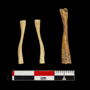 Left: pair of frog (Anura spp.) femurs Right: bullfrog (Rana catesbeiana) femur