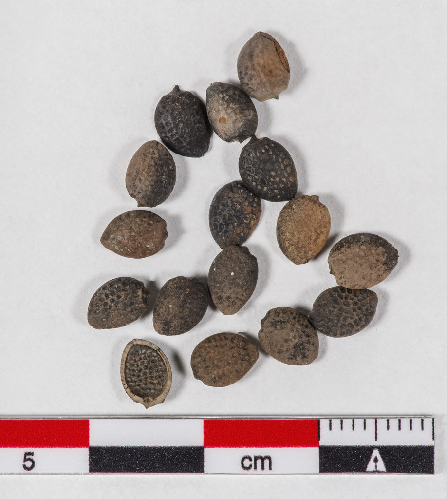 assortment of seeds