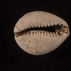 Cowrie shell