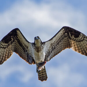 An osprey over Jamestown clutches its quarry after a successful hunt.