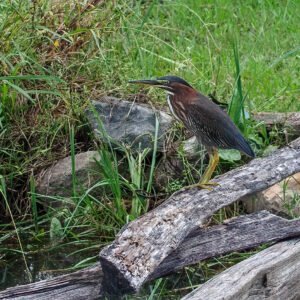 A green heron at Jamestown. This species may be one of the animals depicted on the slate tablet found in the first well.