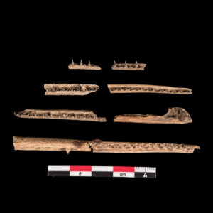 Gar fish jaw bones