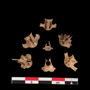 Gar fish vertebra