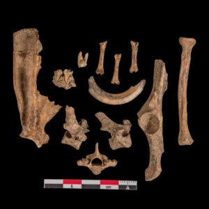 Groundhog Bones