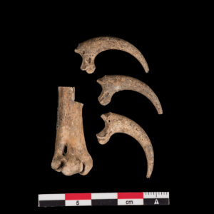 Osprey Bones