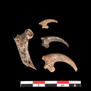 Raptor Bones