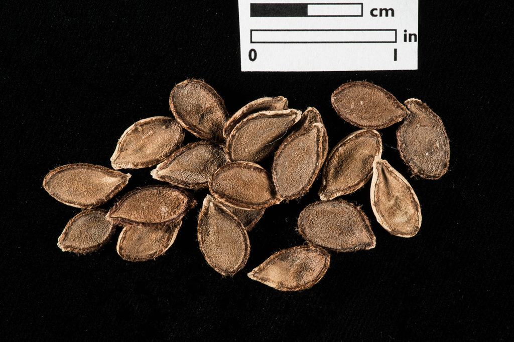 small pile of squash seeds