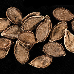 squash seeds