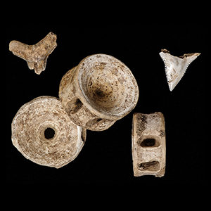 Shark Teeth & Vertebra