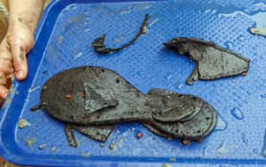 Leather shoe fragments found in the Governor's Well. Two nails can be seen in the toe area of the largest sole piece. The nails are holding the inner sole to the outer sole.