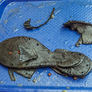 Leather shoe fragments found in the Governor's Well. Two nails can be seen in the toe area of the largest sole piece. The nails are holding the inner sole to the outer sole.