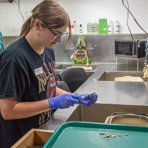 Field school student Amelia Fahl cleans artifacts in the lab.