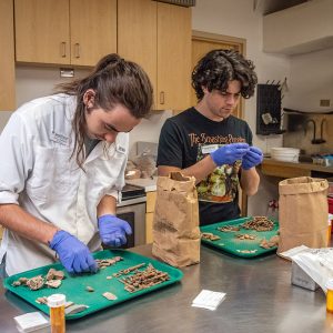 Field school students Aidan Sherwin and Calvin Boulier sort artifacts in the lab.