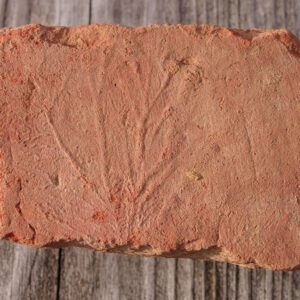 A brick from the Governor's Well with the imprint of a plant