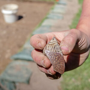 A sherd of a Bartmann jug found in the north field excavations. Part of the Bartmann’s beard is visible.