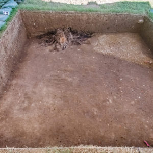 Tree stump in an excavation unit