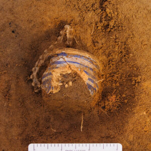 The delft drug jar and lead shot gang mold waste in situ. These were found inside the excavation tent adjacent to the ticketing tent.