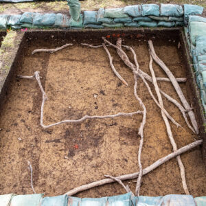 A tangle of roots in one of the excavations squares southwest of the Archaearium. The team worked around the roots to avoid damaging the stately trees nearby.